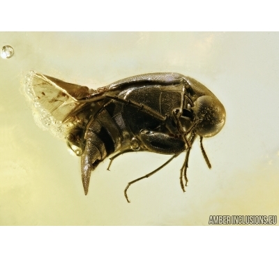 MORDELLIDAE, Tumbling Flower Beetle. Fossil insect in Baltic amber #5437