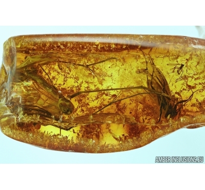 Scorpionfly, Mecoptera, Bittacidae and Caddisfly, Trichoptera in BALTIC AMBER #5450