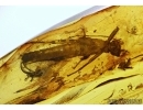 PHASMATODEA, WALKING STICK. Fossil inclusion in BALTIC AMBER #5456