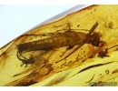 PHASMATODEA, WALKING STICK. Fossil inclusion in BALTIC AMBER #5456
