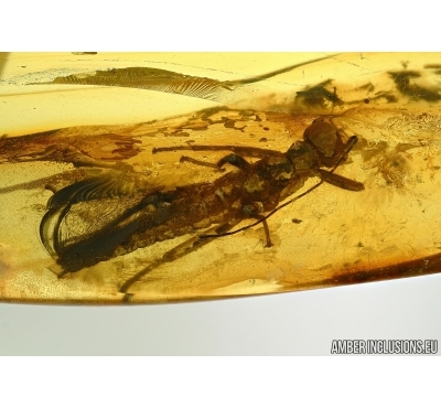 PHASMATODEA, WALKING STICK. Fossil inclusion in BALTIC AMBER #5456