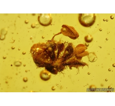 OAK FLOWER, Plant in Baltic amber #5459