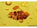 OAK FLOWER, Plant in Baltic amber #5459