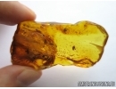 OAK FLOWER, Plant in Baltic amber #5459