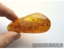 Silverfish Thysanura, Spider Beetle Ptinidae and Fly. Fossil inclusions in Big Baltic amber stone #5464