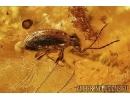 Silverfish Thysanura, Spider Beetle Ptinidae and Fly. Fossil inclusions in Big Baltic amber stone #5464
