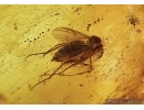 Silverfish Thysanura, Spider Beetle Ptinidae and Fly. Fossil inclusions in Big Baltic amber stone #5464