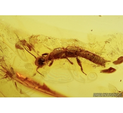 RARE WEBSPINNER EMBIOPTERA. Fossil  Inclusion in BALTIC AMBER #5467