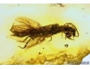 EXTREMELY RARE WINGED WEBSPINNER, EMBIOPTERA. Fossil Inclusion in BALTIC AMBER #5468