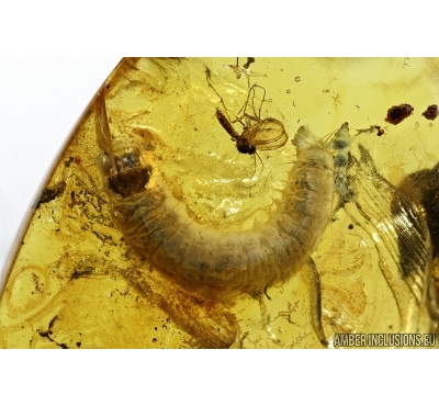 Very Big 15mm! Caterpillar, LEPIDOPTERA. Fossil inclusion in Baltic amber #5469