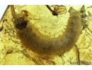 Very Big 15mm! Caterpillar, LEPIDOPTERA. Fossil inclusion in Baltic amber #5469