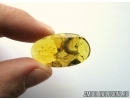 Very Big 15mm! Caterpillar, LEPIDOPTERA. Fossil inclusion in Baltic amber #5469