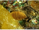 NICE SNAIL SHELL, GASTROPODA. Fossil inclusion in BALTIC AMBER #5470