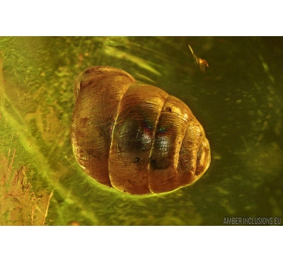 NICE SNAIL SHELL, GASTROPODA. Fossil inclusion in BALTIC AMBER #5470
