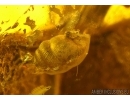 Very Big 45mm! Leaf and Snail Shell, Gastropoda. Fossil inclusion in Baltic amber #5471