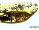 Big 19mm! Cockroach Blattaria with Fungi! Fossil insect in Baltic amber #5473