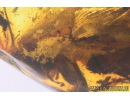 Big 19mm! Cockroach Blattaria with Fungi! Fossil insect in Baltic amber #5473