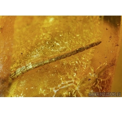 Extremely rare LIZARD TAIL, REPTILIA. Fossil inclusion in Baltic amber #5475