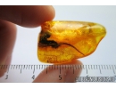 Extremely rare LIZARD TAIL, REPTILIA. Fossil inclusion in Baltic amber #5475