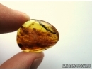Very rare plant Cupressaceae. Fossil inclusion in Baltic amber #5484