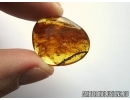 Very rare plant Cupressaceae. Fossil inclusion in Baltic amber #5484