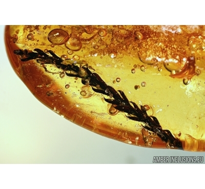 Plant, Cupressaceae. Fossil inclusion in Baltic amber #5484