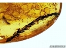 Very rare plant Cupressaceae. Fossil inclusion in Baltic amber #5484