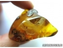 Extremely Rare Action: Mayfly Ephemeroptera with Mite! Acari and Two-winged larva. Fossil insects in Baltic amber #5487
