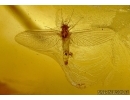 Extremely Rare Action: Mayfly Ephemeroptera with Mite! Acari and Two-winged larva. Fossil insects in Baltic amber #5487