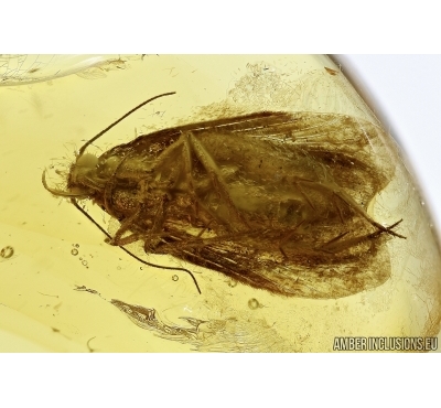 Lepidoptera, Moth. Fossil insect in Baltic amber #5488