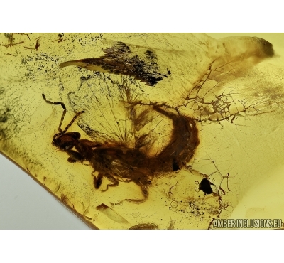 Extremely rare adult winged Earwig, Dermaptera. Fossil insect in Baltic amber #5494