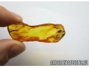 Extremely rare adult winged Earwig, Dermaptera. Fossil insect in Baltic amber #5494