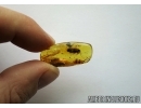 Blattaria, Cockroach. Fossil insect in Baltic amber #5495
