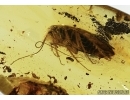 Blattaria, Cockroach. Fossil insect in Baltic amber #5495