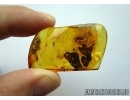 Reptilia, Lizard Skin Fragment and Cockroach in Baltic amber #5501