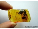 Reptilia, Lizard Skin Fragment and Cockroach in Baltic amber #5501