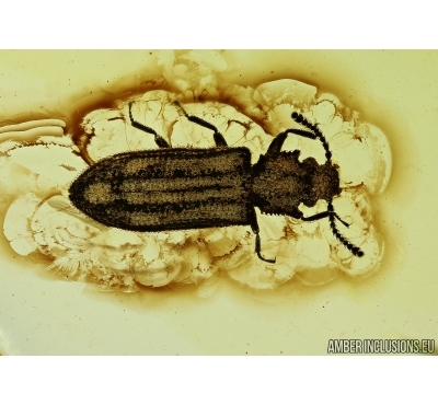 Cylindrical Bark beetle Colydiidae (Zopheridae) Fossil insect in Baltic amber #5505