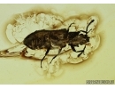 Cylindrical Bark beetle Colydiidae (Zopheridae) Fossil insect in Baltic amber #5505