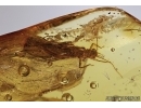 Stonefly Plecoptera and Quartz grains! in BALTIC AMBER #5516