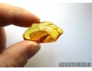 Stonefly Plecoptera and Quartz grains! in BALTIC AMBER #5516