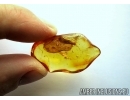 Stonefly Plecoptera and Quartz grains! in BALTIC AMBER #5516