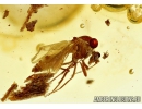 Rare Ceratopogonidae: Eohelea, Biting midge. Fossil insect in Baltic amber #5531
