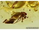 Rare Ceratopogonidae: Eohelea, Biting midge. Fossil insect in Baltic amber #5531