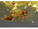 Rare Ceratopogonidae: Eohelea, Biting midge. Fossil insect in Baltic amber #5531