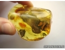 Big BRISTLETAIL, ARCHAEOGNATHA. Fossil insect in Baltic amber #5533