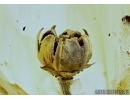 Very Nice, Rare Flower. Fossil inclusion in Baltic amber #5542