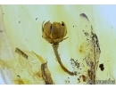 Very Nice, Rare Flower. Fossil inclusion in Baltic amber #5542