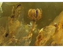 Very Nice, Rare Flower. Fossil inclusion in Baltic amber #5542