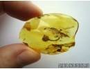 Very Nice, Rare Flower. Fossil inclusion in Baltic amber #5542