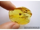 Very Nice, Rare Flower. Fossil inclusion in Baltic amber #5542